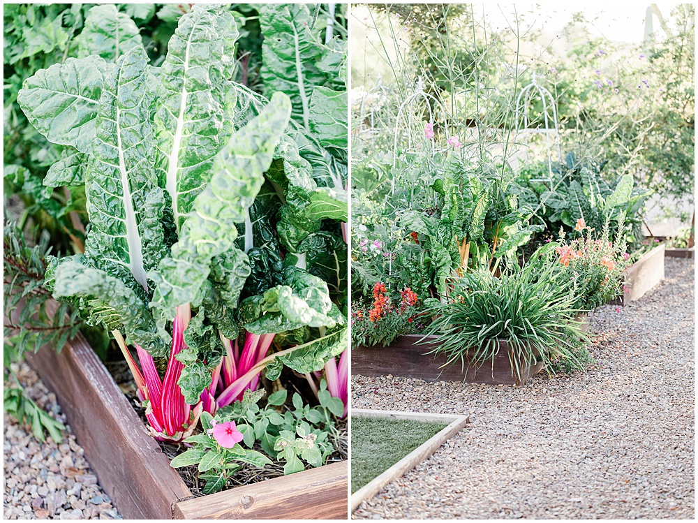 Raised Garden Beds in backyard with swiss chard and other plants
