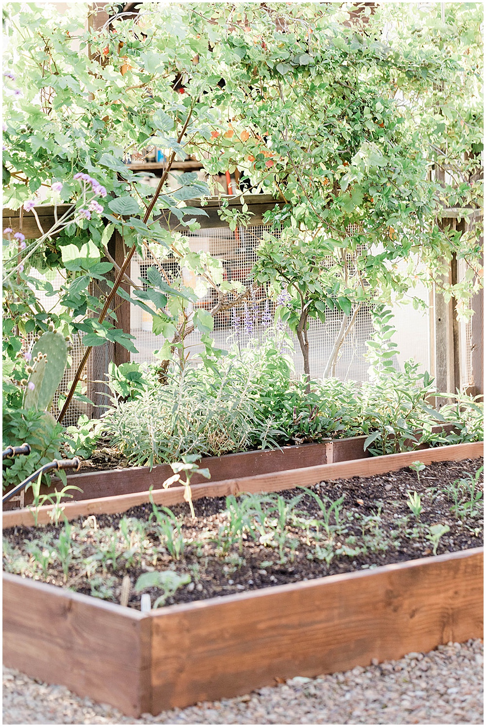 raised garden bed in backyard with plants just starting to grow