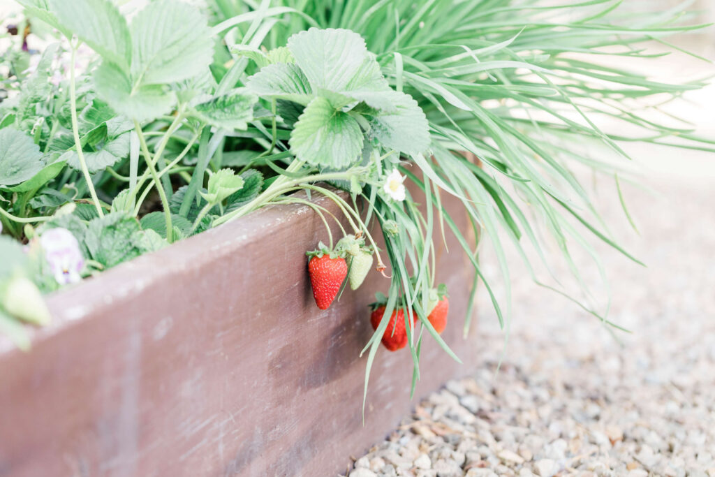 farmers market produce - a strawberry plants growing over the side of a garden bed with fresh red strawberries