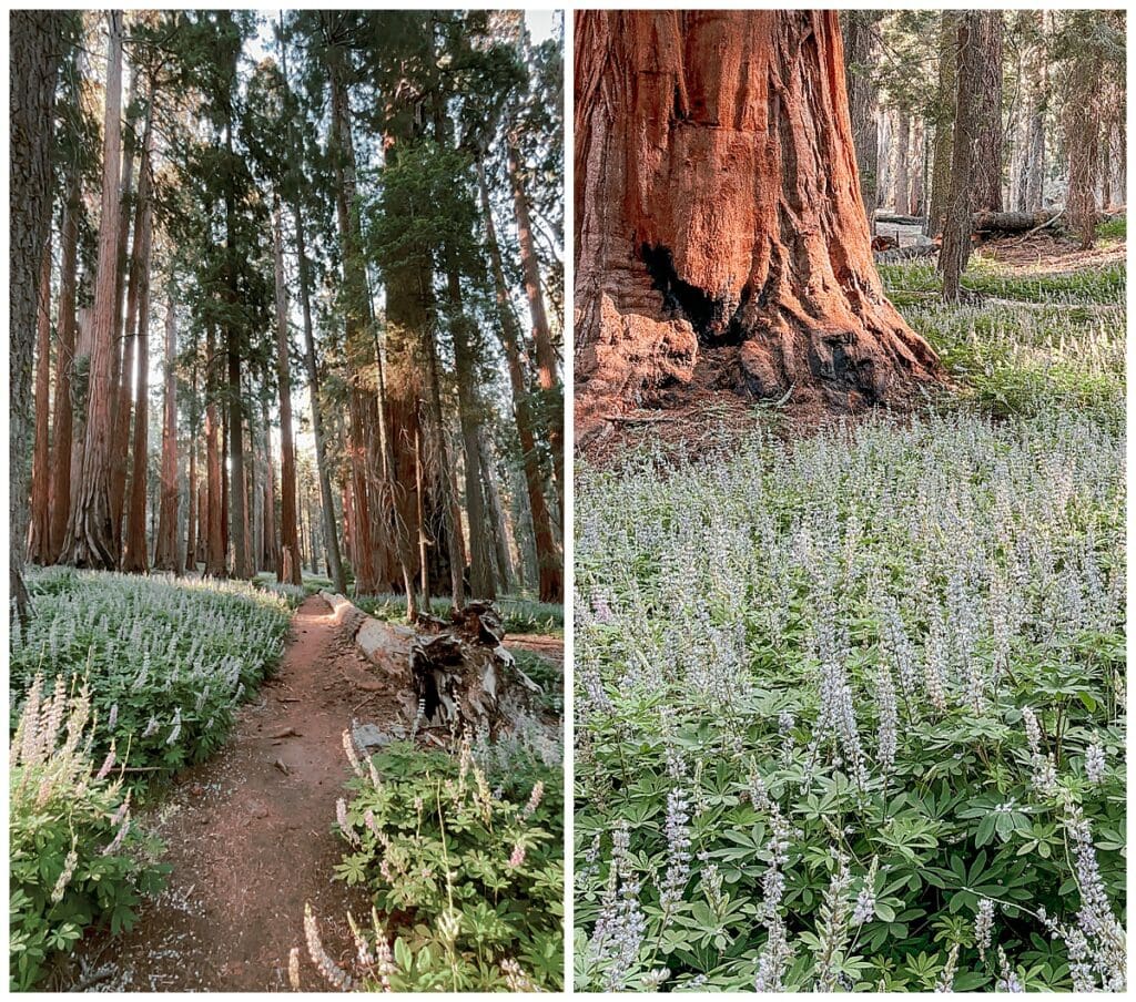Lupines blooming in Sequoia National Park