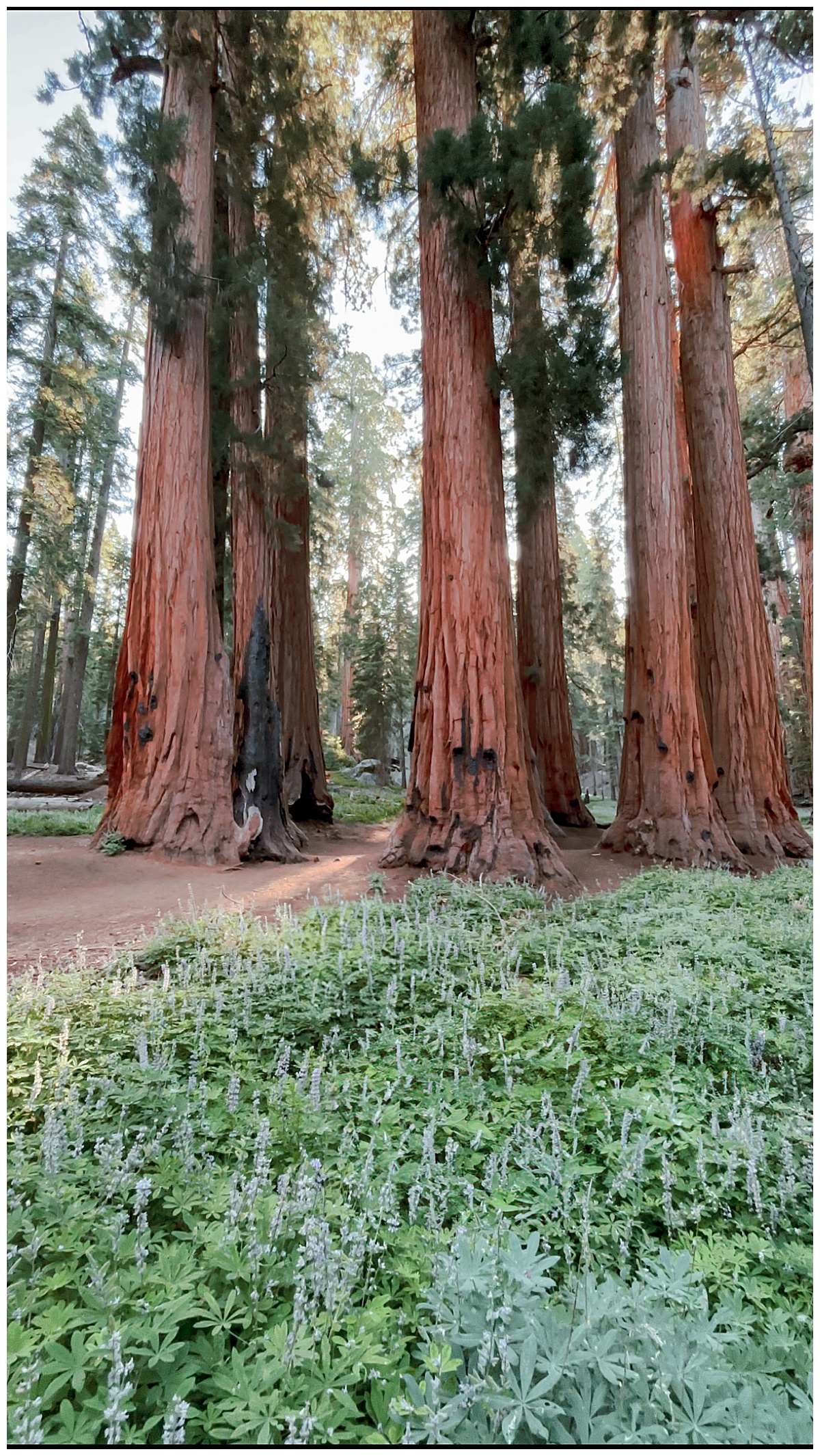 lupines blooming in sequoia