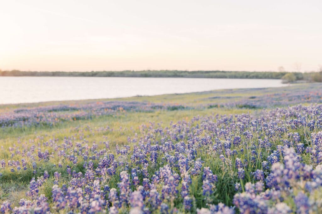 DFW Bluebonnets